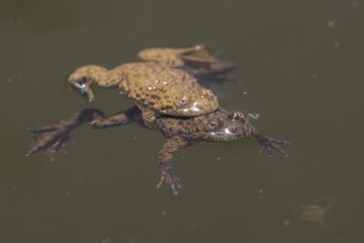 Yellow-bellied toad (Bombina variegata), pair, copulation, Lake Kerkini, Greece, Europe