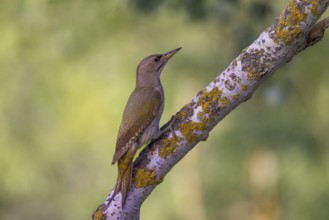 Grey-headed Woodpecker (Picus_canus), f, on the trunk, Danube Delta, Romania, Europe