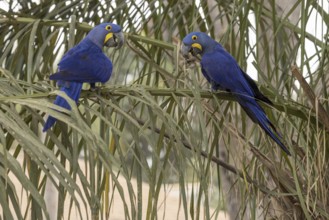 Hyacinth Macaw (Anodorhynchus hyacinthinus), 2 birds, on palm leaves, Pantanal, Brazil, South