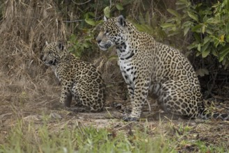 Jaguar (Panthera onca), mother and child, in riparian vegetation, Pantanal, Brazil, South America