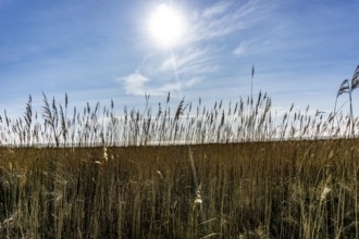 The East Frisian North Sea island of Juist in winter, marsh meadows in the west of the island,