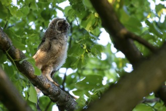 Long-eared owl (Asio otus), young bird, just fledged, nest fledgling, Bottrop, Ruhr area, North