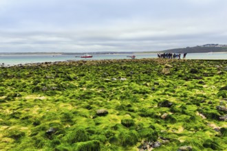 Boulders, seaweed, seaweed, view over St. Ives Bay, coastline, West Cornwall, England, Great