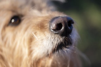 Close-up of a dog's snout, fur and hair visible in detail, Germany, Europe