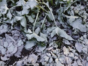 Plant parts covered in hoarfrost, Witten, North Rhine-Westphalia, Germany, Europe