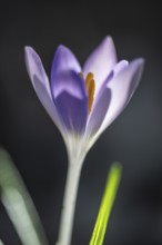 Elfin crocus (Crocus tommasianus), Emsland, Lower Saxony, Germany, Europe