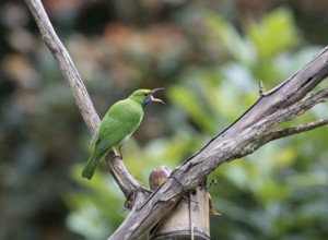 Golden-fronted Leafbird (Chloropsis aurifrons), Kaeng Krachan National Park, Thailand, Asia