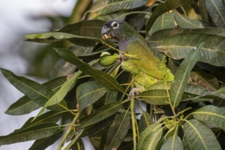 Maximilian parrot (Pionus maximiliani), with fruit, Pantanal, Brazil, South America