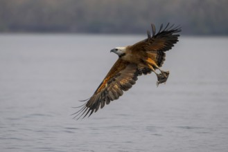 Fish hawk (Busarellus nigricollis), with fish, Pantanal, Brazil, South America