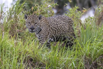 Jaguar (Panthera onca) in the grass, upper edge of a steep bank, Pantanal, Brazil, South America