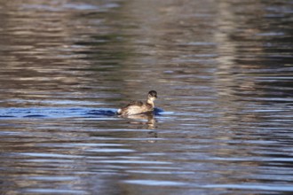 Little grebe on the Elbe near Dresden, winter, Saxony, Germany, Europe