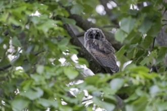 Long-eared owl (Asio otus), young bird, just fledged, nest fledgling, Bottrop, Ruhr area, North