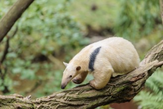 A southern tamandua (Tamandua tetradactyla), walks on a branch of a tree in a forest