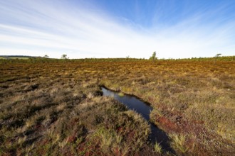 High moor Black Moor, blue sky and white clouds, near Fladungen, Bavarian Rhön Biosphere Reserve,