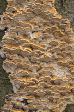 Silvery Porecrust, Beech Silvery Porecrust (Inonotus nodulosus), fruiting body on the trunk of a