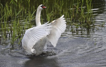 Mute swan (Cygnus olor) swimming in the lake during plumage care