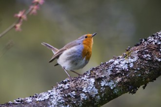 Robin (Erithacus rubecula), adult male perched on branch, showing aggressive posture against