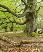 Gnarled old beech trees in the former Hutewald Halloh, Bad Wildungen, Kellerwald, Hesse, Germany,