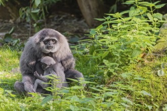 A female silver gibbon (Hylobates moloch) or Java gibbon sits with her baby in her arms in the