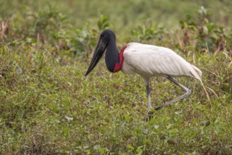 Jabiru (Jabiru mycteria), walking on the shore, Pantanal, Brazil, South America