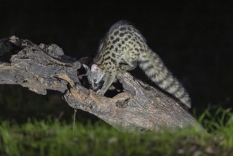 Small spotted genet (Genetta genetta), at night, on a branch, Andalusia, Spain, Europe