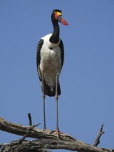 A majestic stork perched on a branch against a blue sky, Saddle-billed Stork (Ephippiorhynchus