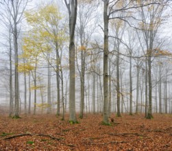 Beech forest, beech trees (fagus) with last yellow leaves in autumn, bare trees and fog,