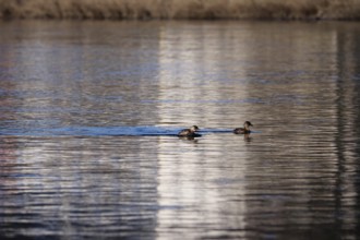 Little grebe on the Elbe near Dresden, winter, Saxony, Germany, Europe