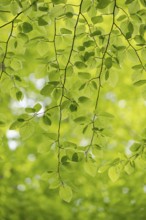 European beech (Fagus sylvatica), beech branch in spring, with fresh beech leaves, Oberhausen, Ruhr