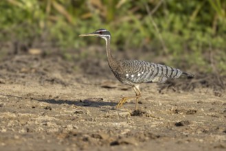 Sun rail (Eurypyga helias), sandbank, Pantanal, Brazil, South America