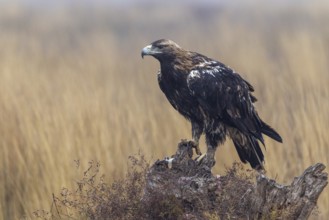 Spanish imperial eagle (Aquila Adalberti), on tree stump, La Mancha, Spain, Europe