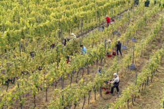 Grape grape harvest at the vineyard in Esslingen am Neckar, Baden-Württemberg, Germany, Europe