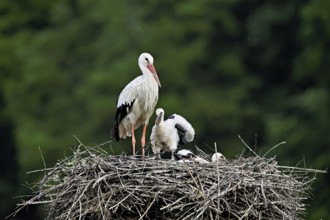 White stork (Ciconia ciconia), adult with two chicks standing on eyrie, Canton Aargau, Switzerland,