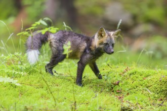 One young silver fox (Vulpes vulpes) exploring the surrounding of its den on the mossy forest floor