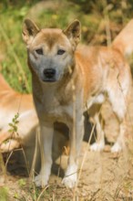 Portrait of two One New Guinea singing dog or New Guinea Highland dog (Canis hallstromi) (Canis