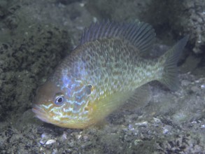 A colourful fish with shimmering scales, pumpkinseed sunfish (Lepomis gibbosus), over sandy bottom,