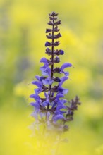 Meadow sage (Salvia pratensis), single flower candle, in yellow field mustard (Sinapis arvensis),