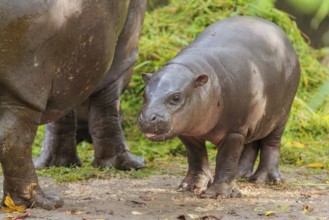 A baby pygmy hippopotamus and its mother (Choeropsis liberiensis) eating grass at a feeding site