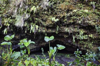 Grotto, small, filled with water, plants, different, various, Grottes De Mara'a, Paea, Tahiti-Nui,