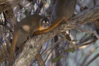 Azaras night monkey (Aotus azarae), in a tree, Pantanal, Brazil, South America