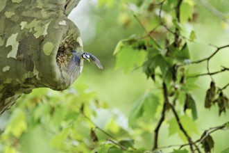 Blue tit (Parus caeruleus), with faeces in its beak on departure from the breeding den, Canton Zug,