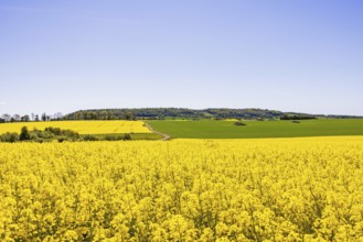 Flowering rapeseed fields in a beautiful rolling rural landscape in early summer, Ålleberg,