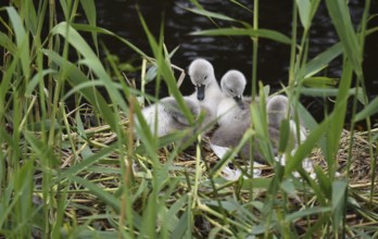 Mute swan (Cygnus olor) with offspring, chicks at the nest