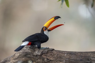 Giant toucan (Ramphastos toco), throws up food, Pantanal, Brazil, South America