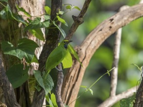 Golden-fronted Leafbird (Chloropsis aurifrons), Kaeng Krachan National Park, Thailand, Asia