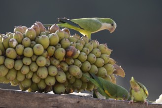 Monk parakeet (Myiopsitta monachus), on palm fruit, Pantanal, Brazil, South America