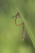 Large red damselfly (Phyrrhosoma nymphula), pair, tandem, in front of copula, Oberhausen, Ruhr