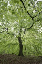 European beech (Fagus sylvatica), beech forest in spring, single tree with fresh beech leaves,