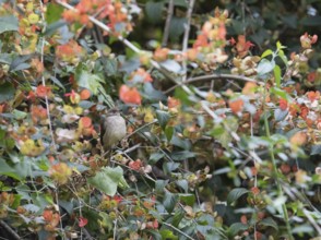 Streaked-cheeked Bulbul (Pycnonotus conradi) . Phetchaburi, Kaeng Krachan National Park, Thailand,