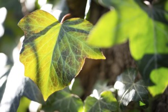 Green leaves of an ivy plant shining in the sunlight, Germany, Europe